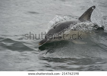 Wild common dolphin jumping from the sea in the Sound of Raasay, Skye.