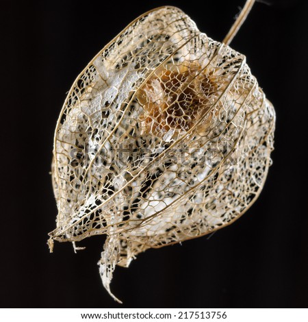 Dried flower of a chinese lantern plant extracted in front of a black background
