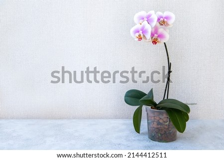 Blooming pink orchid in a pot on a light background with copy space. Floriculture, house plants, hobby. Foto stock © 