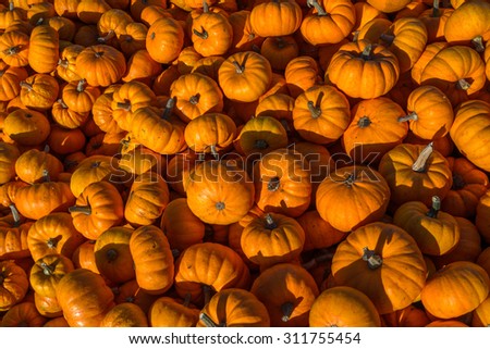Halloween mini pumpkins being sold in a farm