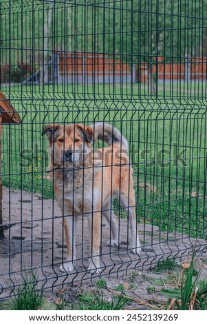 Similar – Image, Stock Photo Behind the fence