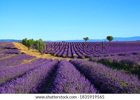 The amazing lavender field at Valensole in the gorgeous provence region in France Stok fotoğraf © 