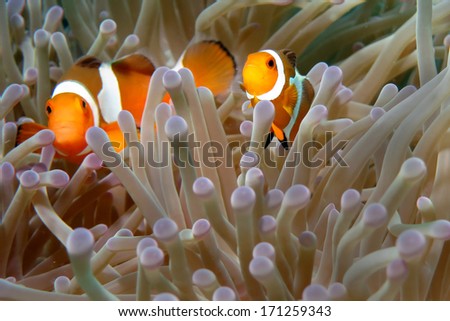 Clownfishes in anemones on the ocean bottom