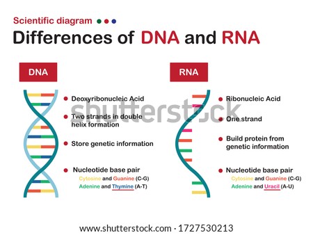 Scientific diagram show difference between DNA and RNA Imagine de stoc © 
