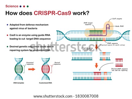 Science illustration show  CRISPR - Cas 9 work for cut and edit DNA genetic sequence as a novel technique 
 of molecular engineering