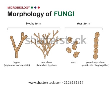 Microbiology illustration shows basic morphology of fungi including hypha or hyphae form (mycelium) and yeast form with unicellular and pseudomycelium    Stock foto © 