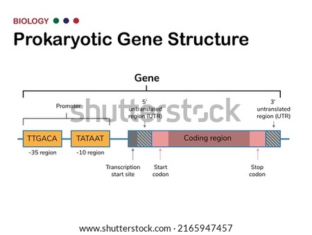 Biology schematic diagram show gene structure of prokaryote microorganism contain promoter, start, stop codon and functional gene