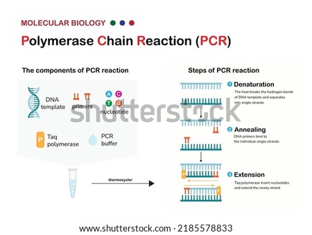 Molecular biology present component, principle and process of polymerase chain reaction  or PCR technique for DNA amplification