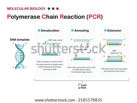 Molecular biology present principle and process of polymerase chain reaction  or PCR technique for DNA amplification