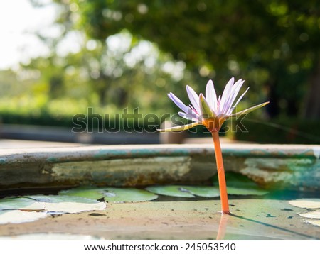Thai lotus flower or DAUBEN with sun flare (Scientific name : Nymphaea spp.(Hybrid of Nymphaea micrantha and Nymphaea caerulea))