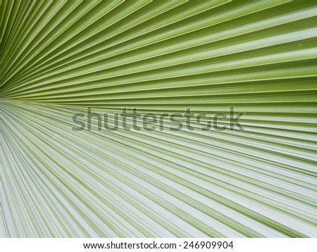 Leaf texture of coconut tree or Cocos nucifera L.