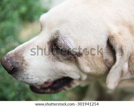 Wrinkle eye of an Old Labrador Retrievers
