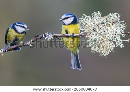 Blue tits jockeying for position on a branch with a lichen ball Foto d'archivio © 