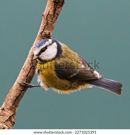 Similar – Image, Stock Photo Blue Tit looks around