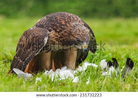 Red-tailed hawk with pigeon. A magnificent red-tailed hawk mantles its pigeon prey as it prepares for lunch