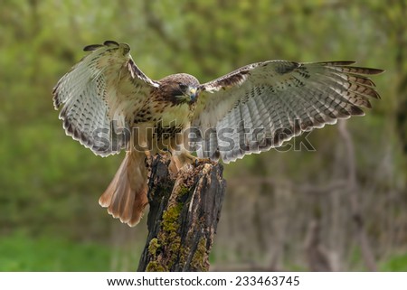 Red-tailed hawk on tree stump. An elegant red-tailed hawk is seen having just alighted on a tree stump.