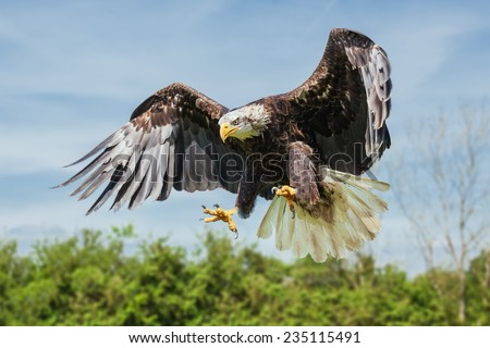 Bald eagle coming down. A majestic bald eagles spreads its talons as it prepares to land.