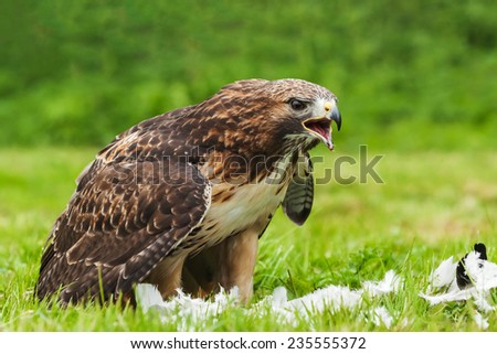 Red-tailed hawk enjoying a pigeon lunch. An impressive red-tailed hawk is seen in the process of eating its pigeon dinner.