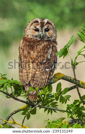 Tawny owl in ash tree. A lovely tawny owl is seen perched on the branches of an ash tree.