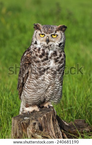 Great horned owl staring at thew lens. A majestic great horned owl stares back at the camera.