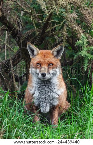 Red fox on guard. A lovely red fox appears to be on guard as he sits in front of vegetation.