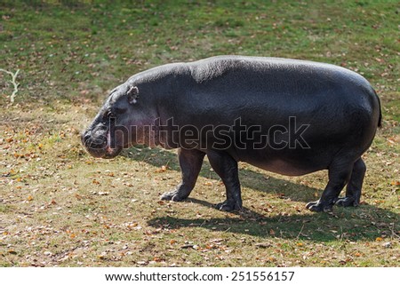 Pygmy hippo strolling. A pygmy hippo is seen strolling through a grassy area.
