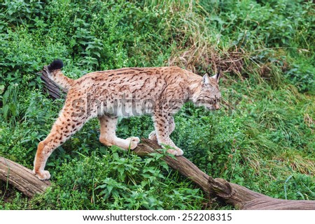 Lynx stepping out. A beautiful female lynx steps out of the undergrowth onto a fallen tree branch.