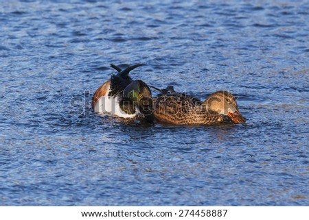 Shovelers sticking together. A devoted pair of shovelers stick close together as they swim upon the blue waters of a lake.