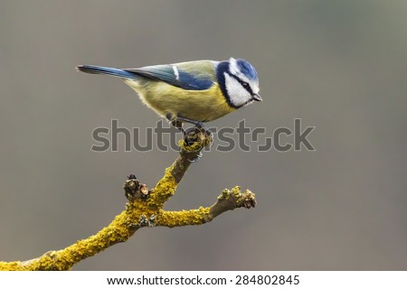 Blue tit about to take flight. A lovely little blue tit perched upon the end of a lichen covered branch prepares to take flight.