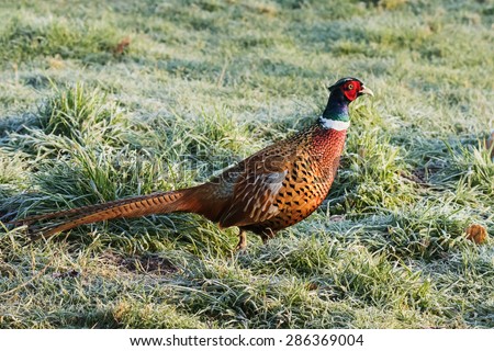 Cock pheasant strolling through the frost. A lovely cock pheasant gets cold feet as he walks across a frost covered field in bright sunlight.