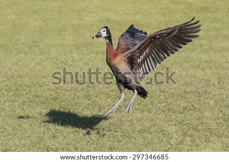 White faced whistling duck landing. A white faced whistling duck hits the ground having ended its flight.