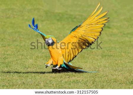 Blue and Yellow Macaw landing. An action shot as a lovely blue and yellow macaw comes in to land in a grassed area.