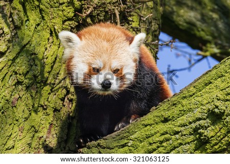 Red Panda looking down. A cute little red panda looks down from its perch in a tree.
