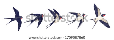 Flying swallows. Bird in flight isolated on a white background. Vector illustration in a flat style. Stockfoto © 