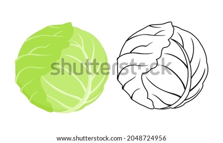 Cabbage color cartoon illustration and outline. Vector green vegetable icon.