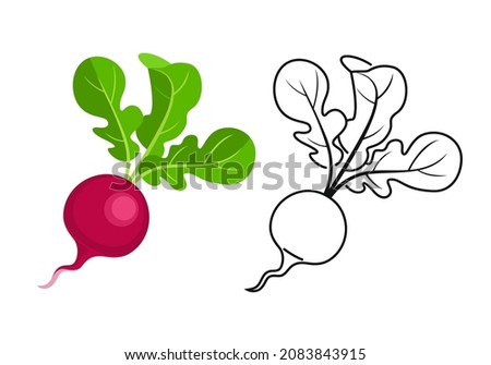 Radish color cartoon illustration and outline. Vector root vegetable icon.