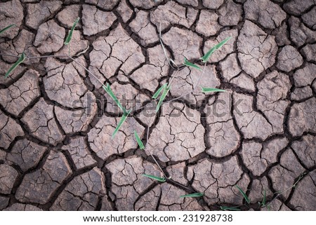 Plant in drought field, drought land