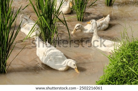 Similar – Image, Stock Photo Mallard on a freshly trimmed pollard willow