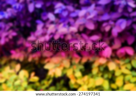 Blurred abstract bokeh of purple, red and yellow leaves