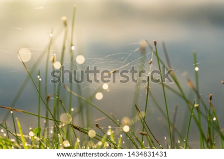 Similar – Image, Stock Photo Cobwebs with dewdrops