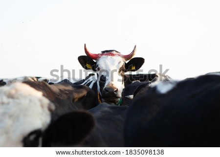 Herd of cattle. The head of one of the bulls is higher than the others. Foto stock © 
