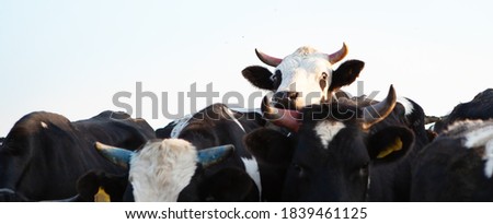 Herd of cattle. The head of one of the bulls is higher than the others.  Foto stock © 