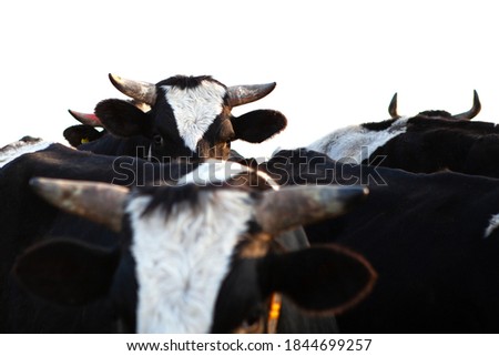 Herd of cattle. The head of one of the bulls is higher than the others.  Foto stock © 
