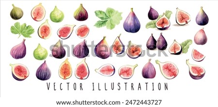 watercolor fig fruit and slices with leaves collection set. Watercolor style hand-drawn illustration. Vector illustration design