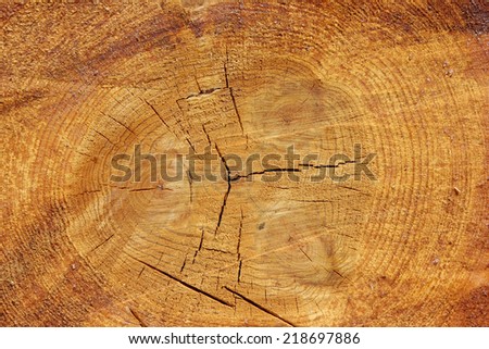 fresh cut wood log close up