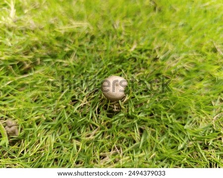 Similar – Image, Stock Photo little mushroom head