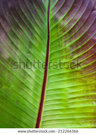 Closeup of red leafed banana leaf, with prominent red spine