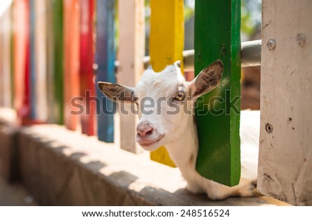 Portrait of a goat looking into the camera with a questioning look. Portrait of a pretty white goat looking to a camera over colorful fence in a sunny day