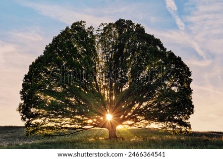 Similar – Image, Stock Photo Oak in winter light Fog