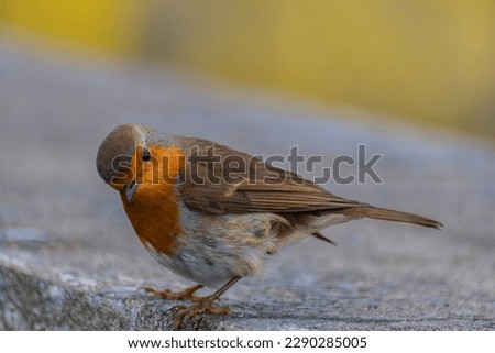 Similar – Image, Stock Photo Robin in the Azores